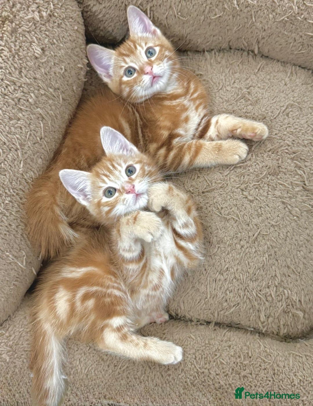 Mixed Breed cats for sale: LOVELY KITTENS  - Advert 8