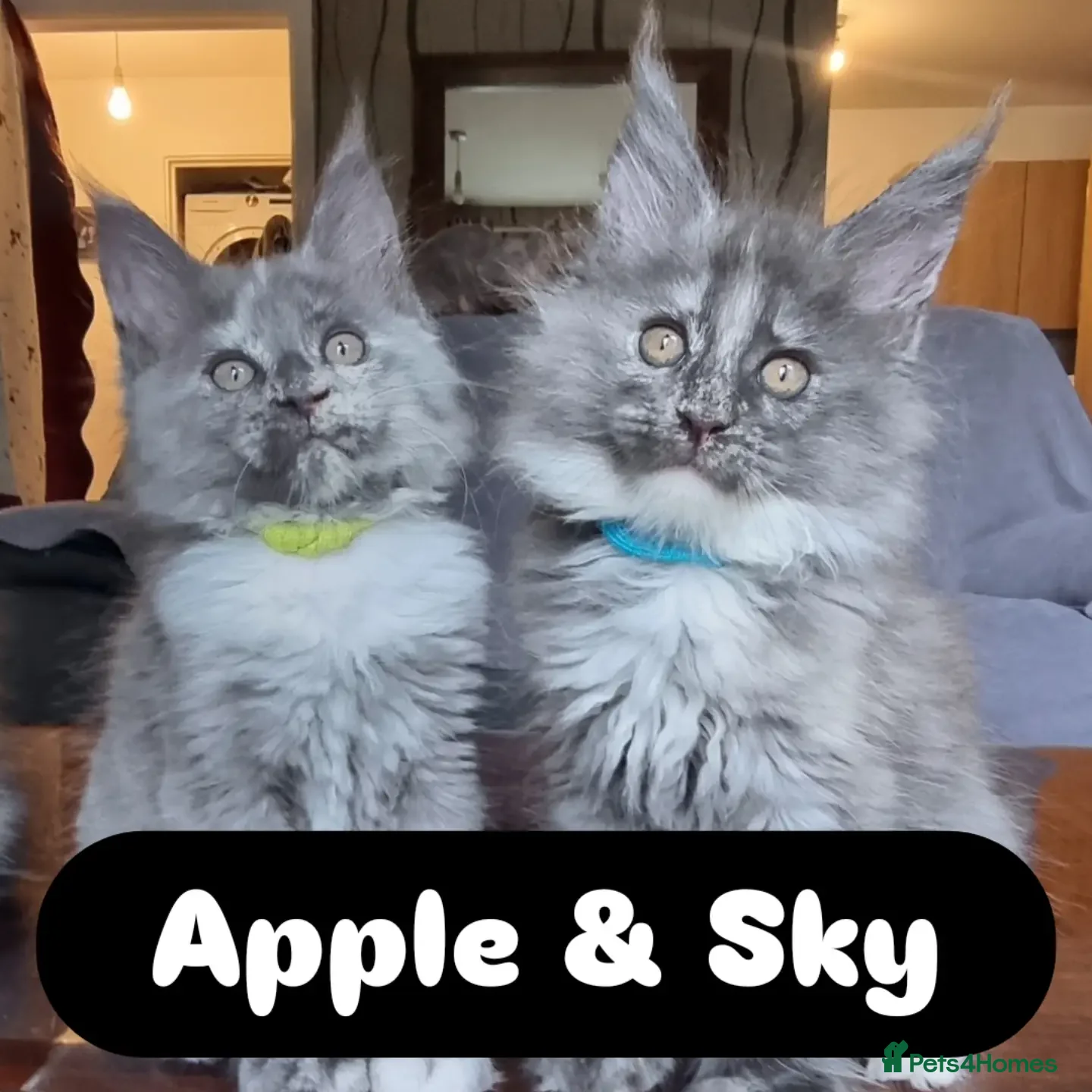 Maine Coon cats READY NOW XXL PEDIGREE TICA REGISTER KITTENS  - Advert 2