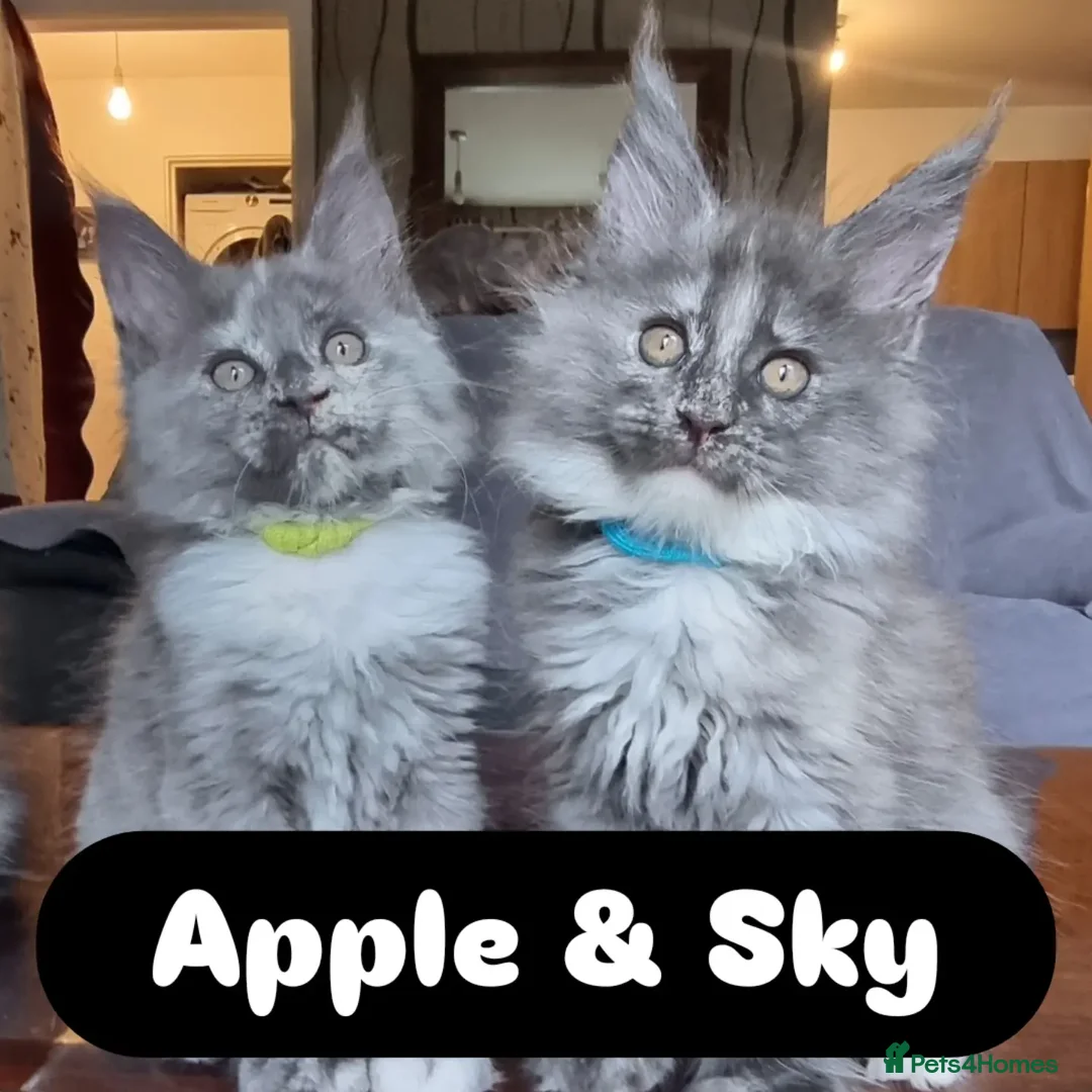 Maine Coon cats for sale: READY NOW XXL PEDIGREE TICA REGISTER KITTENS  - Advert 2