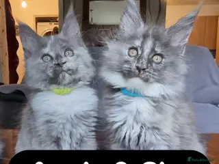 Maine Coon cats READY NOW XXL PEDIGREE TICA REGISTER KITTENS - Advert 2