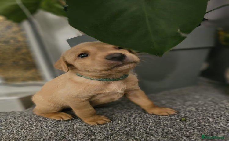 Labrador Retriever dogs - Advert 10