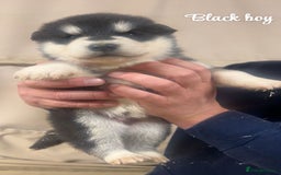 Alaskan Malamute dogs for sale: Pure breed Alaskan malamute puppies - Image 7