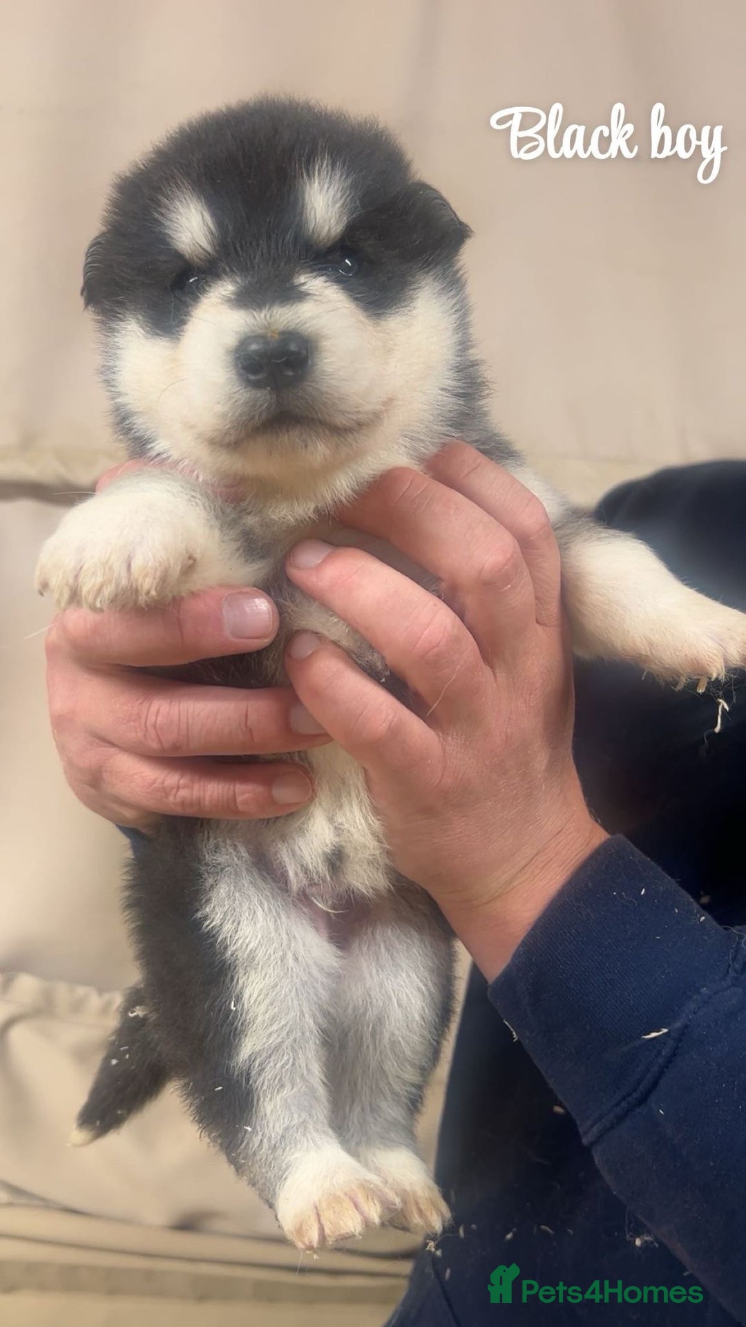 Alaskan Malamute dogs for sale: Pure breed Alaskan malamute puppies - Image 7