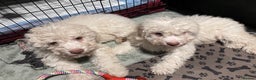 Lagotto Romagnolo dogs for sale: Stunning Litter of Pedigree Lagotto Romagnolo Pups - Advert 21