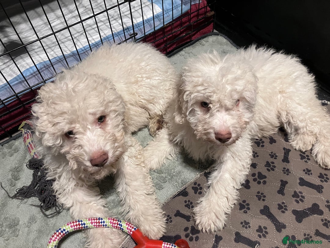 Lagotto Romagnolo dogs for sale: Stunning Litter of Pedigree Lagotto Romagnolo Pups - Advert 21