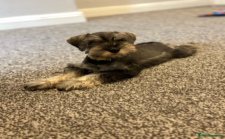 Miniature Schnauzer dogs in Dagenham - Advert 3