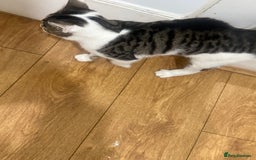 Asian cats for sale: blues  - Advert 6