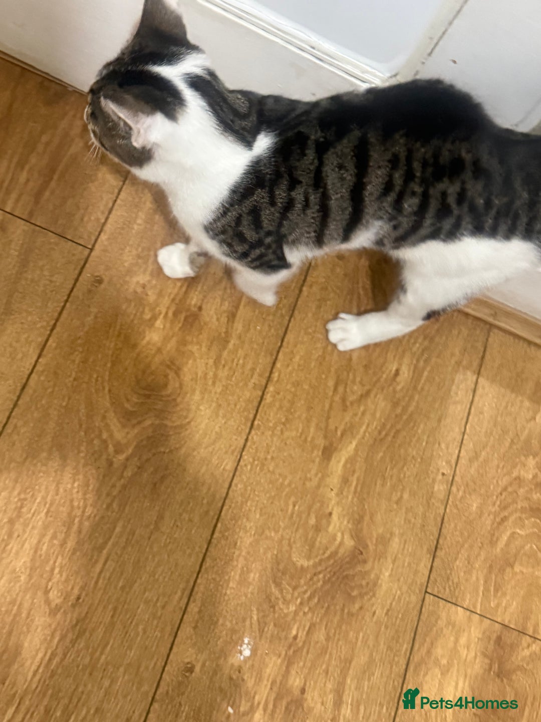 Asian cats for sale: blues  - Advert 6