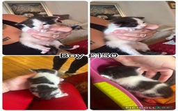 Mixed Breed cats for sale: 4 gorgeous kittens for sale - Advert 4