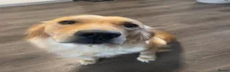 Golden Retriever dogs for sale: READY NOW Beautiful cream Golden Retriever Puppies in Milton Keynes - Advert 6
