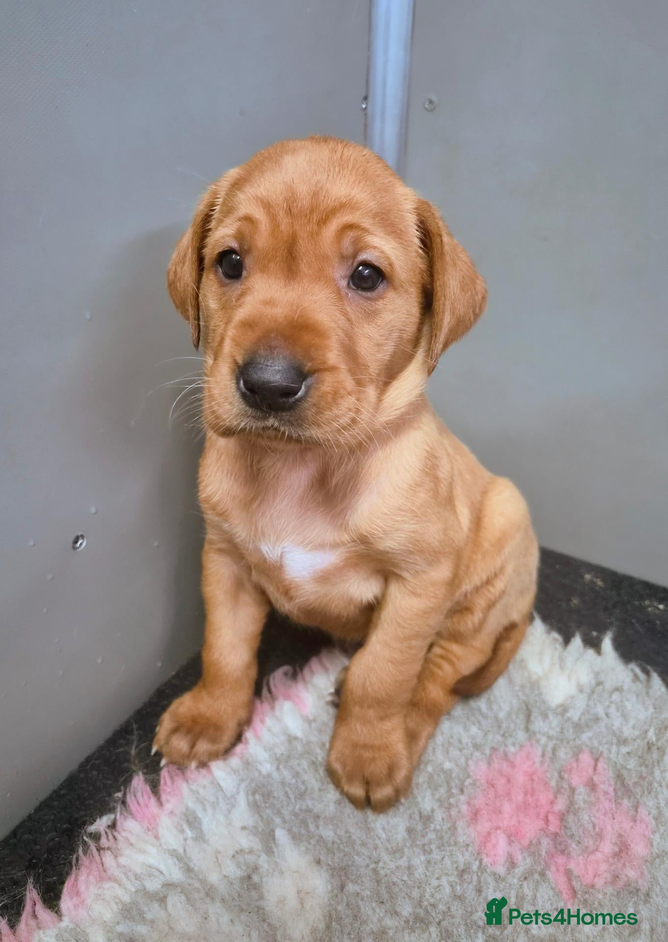 Labrador Retriever dogs Beautiful KC Registered Fox Red Labrador Puppies  - Advert 2