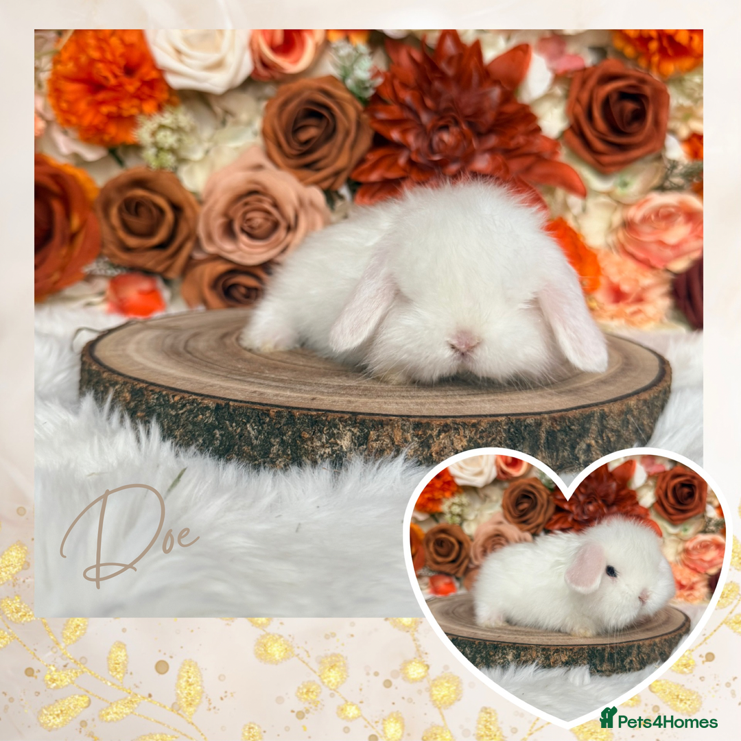 Mini Lop rabbits for sale: VACCINATED PUREBRED MINI LOPS  - Advert 4