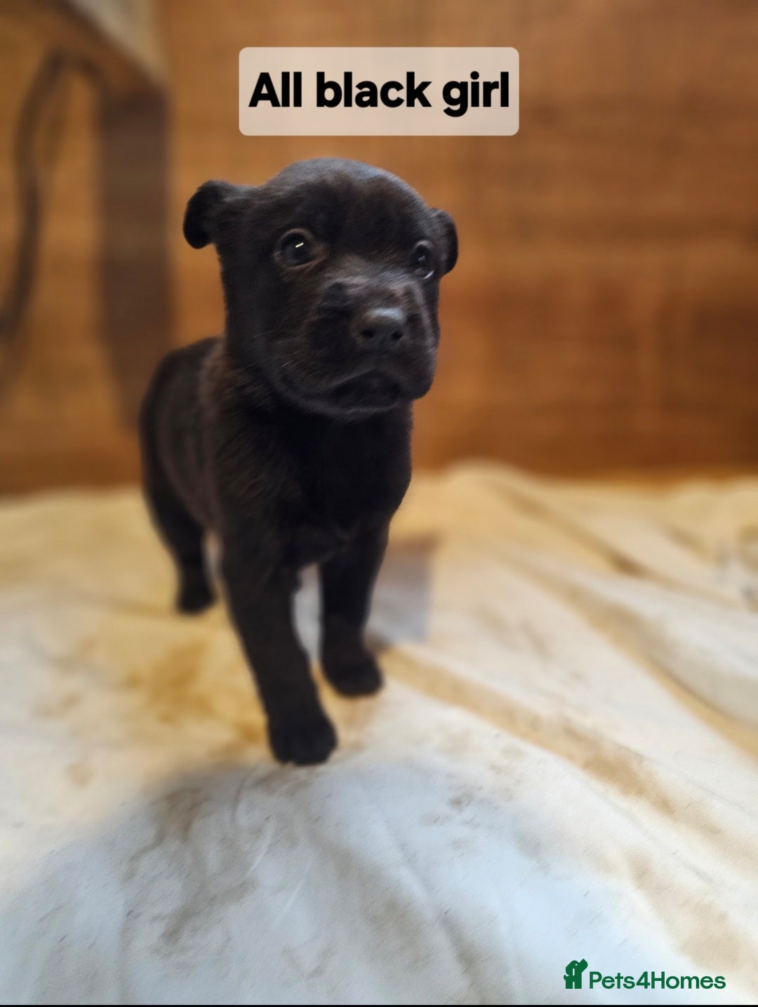 Mixed Breed dogs for sale: German shepard x rottweiler pups - Advert 19