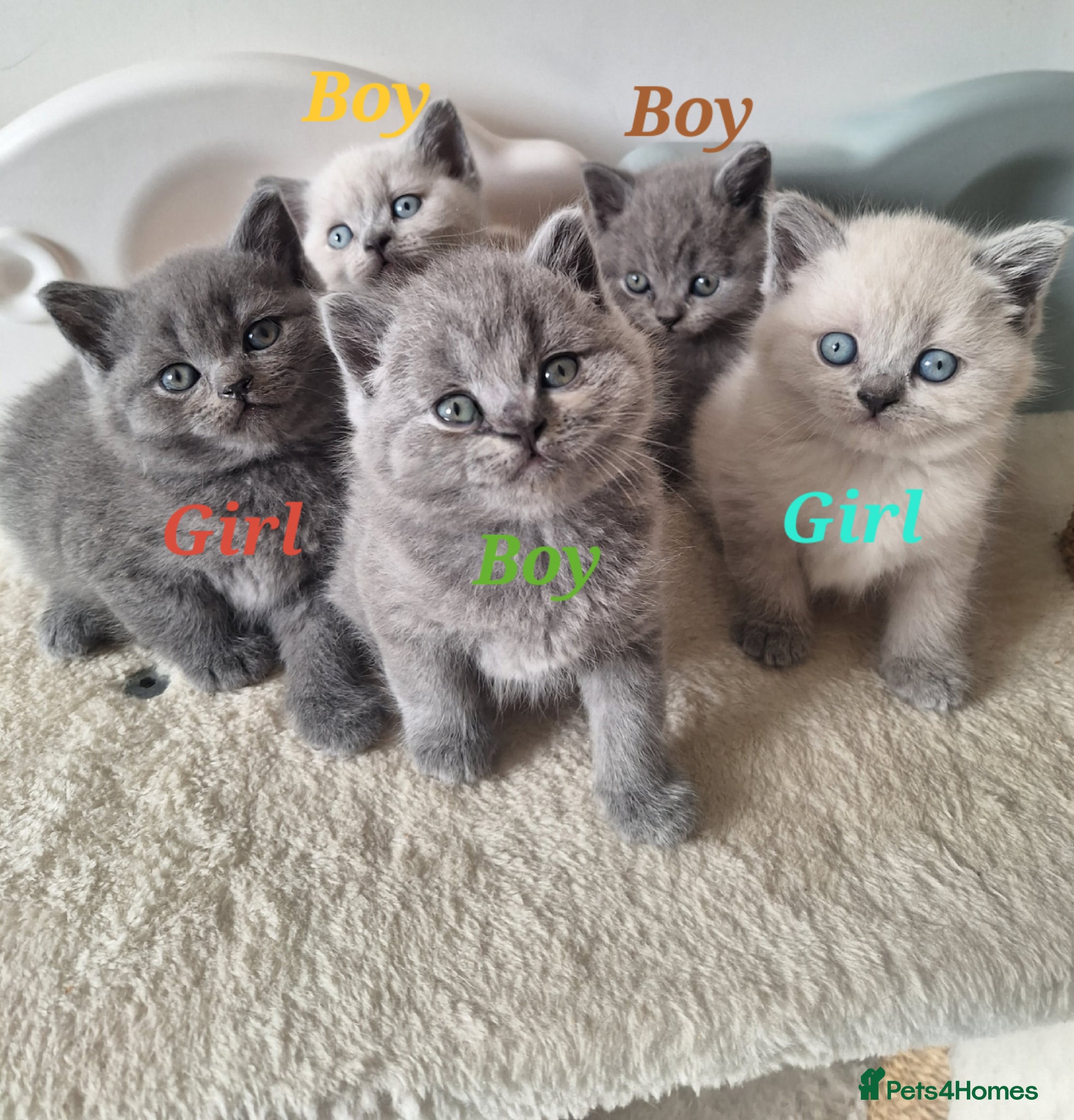 British Shorthair cats Adorable BSH kitten,London, 1 grey colour boy left - Advert 7