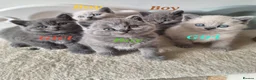 British Shorthair cats for sale: Adorable BSH kitten,London, 1 grey colour boy left - Advert 2