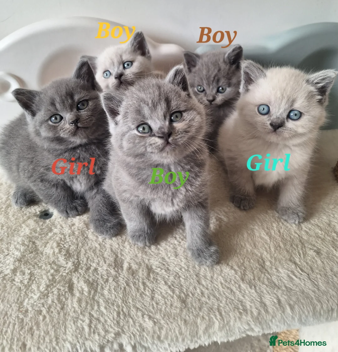 British Shorthair cats for sale: Adorable BSH kitten,London, 1 grey colour boy left - Advert 2