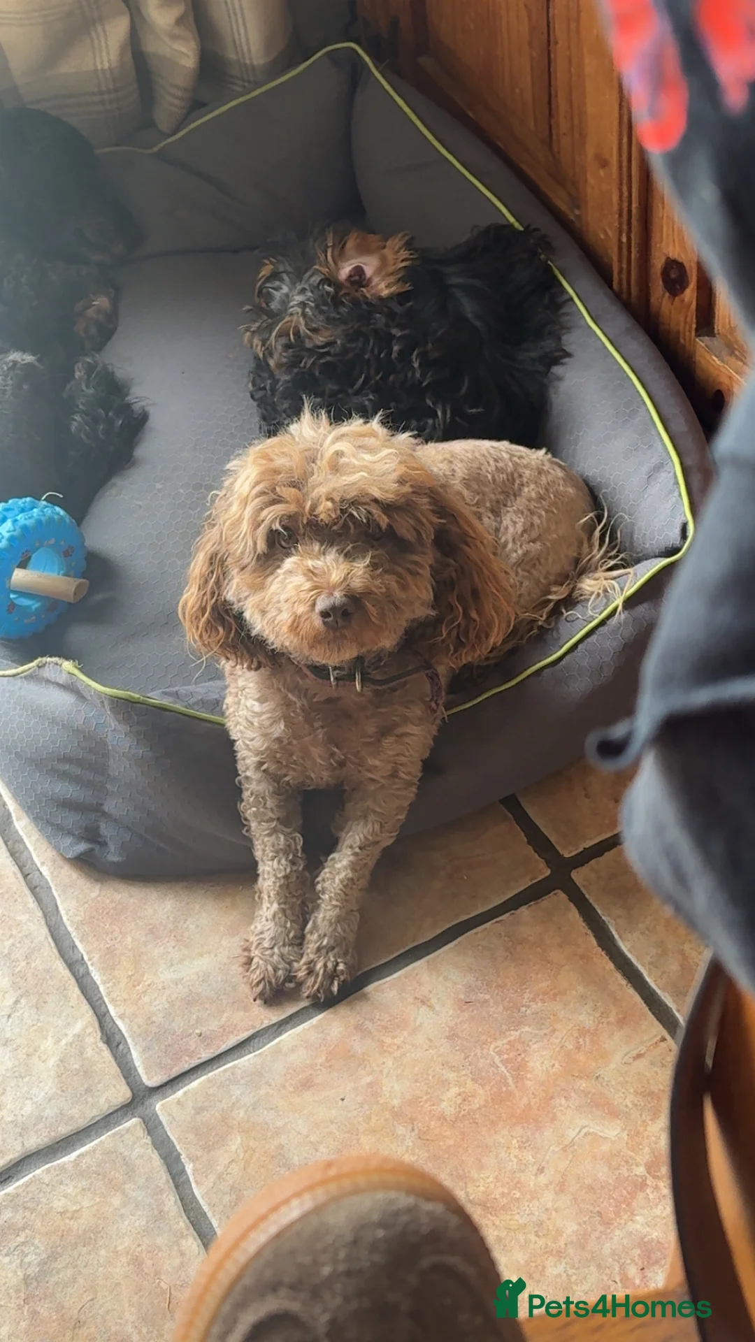 Yorkiepoo dogs for sale: Yorkiepoo puppies for sale  - Advert 14