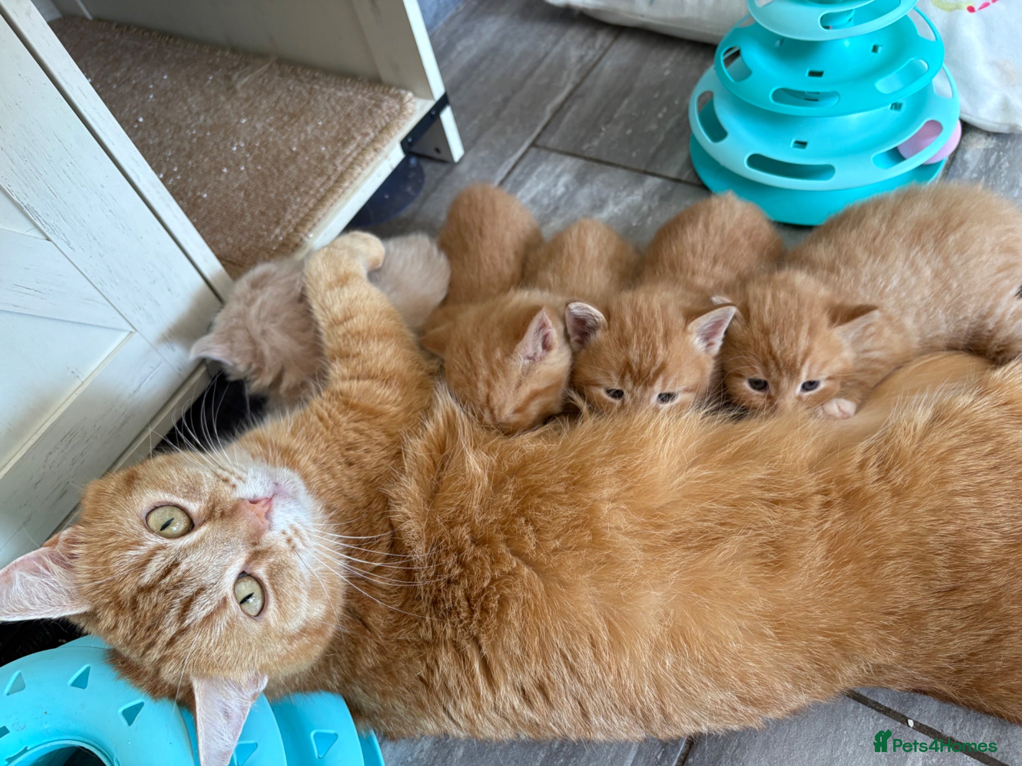 Mixed Breed cats Maine Coone x Ragdoll Full Ginger Litter - Advert 6