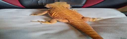Bearded Dragon reptiles for sale: Bearded dragon and setup for sale - Advert 3