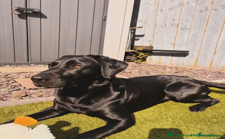 Labrador Retriever dogs - Advert 9