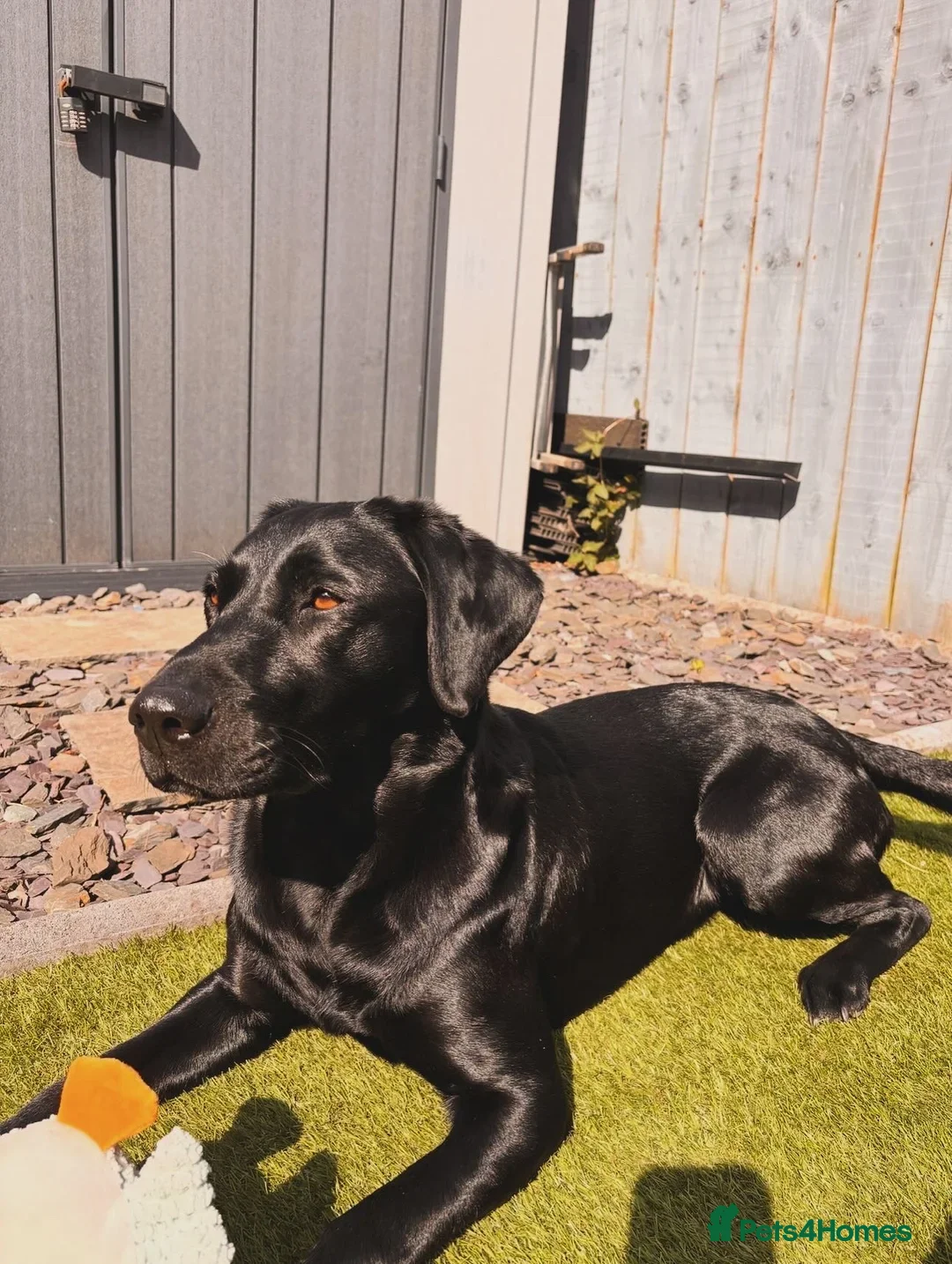 Labrador Retriever dogs for sale: Exceptional KC Reg Labradors – Black & Fox Red - Image 1