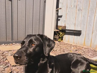 Labrador Retriever dogs - Advert 36