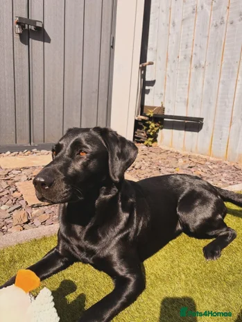 Labrador Retriever dogs - Advert 14