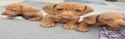 Miniature Dachshund dogs for sale: Beautiful Minature Dachsund's for sale - Advert 1