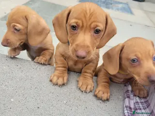 Miniature Dachshund dogs Beautiful Minature Dachshund's for sale - Advert 16