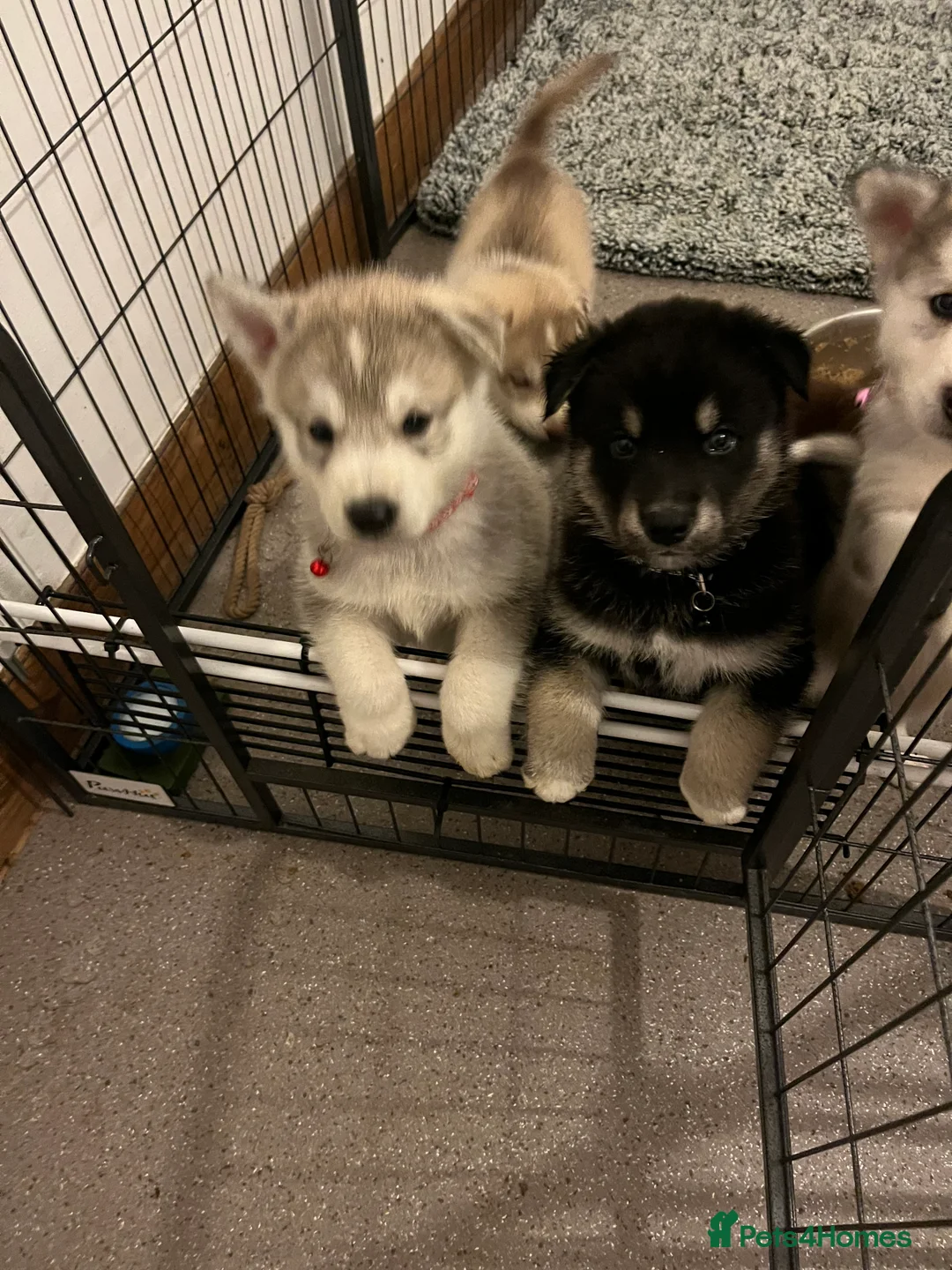 Northern Inuit dogs for sale: Northern Innuit puppies for sale  - Advert 11