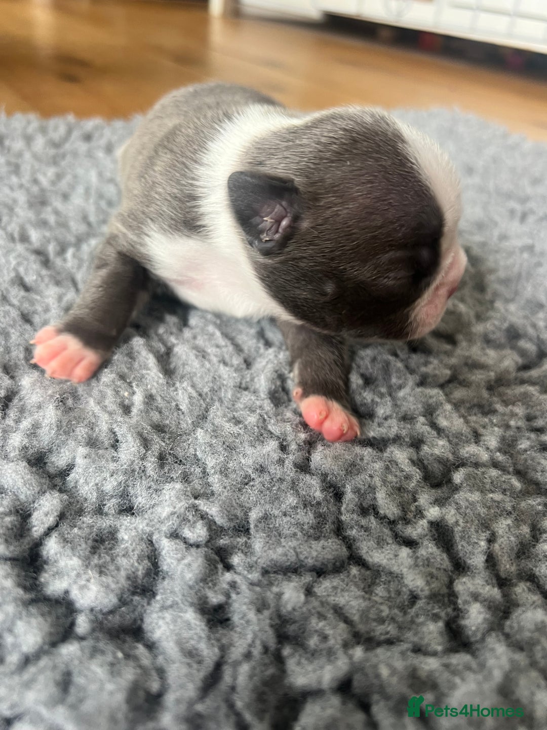 Boston Terrier dogs for sale: Boston terrier puppies - Image 11