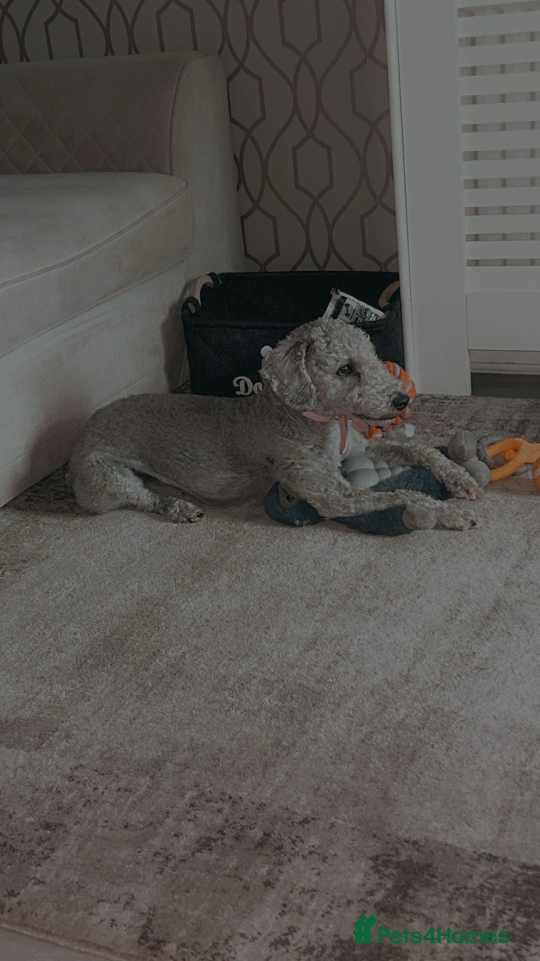 Bedlington Terrier dogs for sale: Beautiful bedlington terrier puppies for sale  - Advert 3