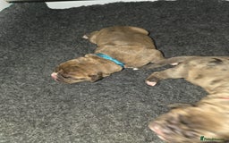 Boxer dogs for sale: Beautiful Boxer cross - Image 19