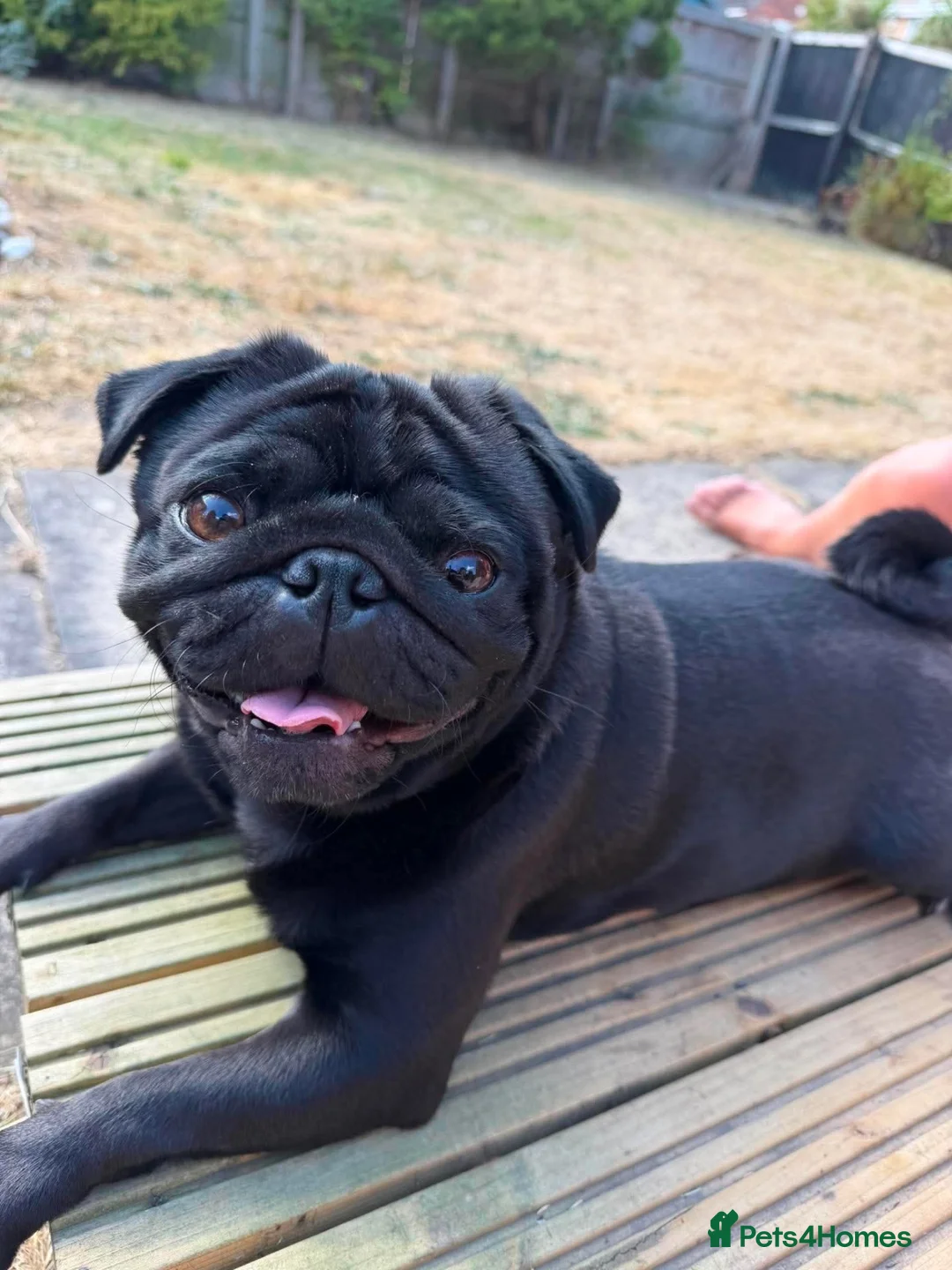Pug dogs for stud: Otis for stud  - Advert 1