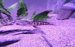 Cichlids fish for sale: Tanganyikan Cichlids - Image 4