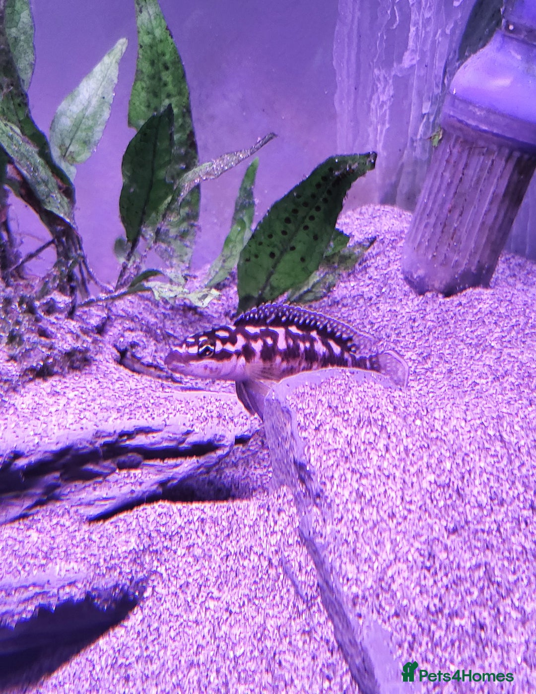 Cichlids fish for sale: Tanganyikan Cichlids - Image 4