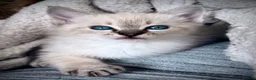 Oriental cats for sale: Stunning Oriental Ragdolls  - Advert 20