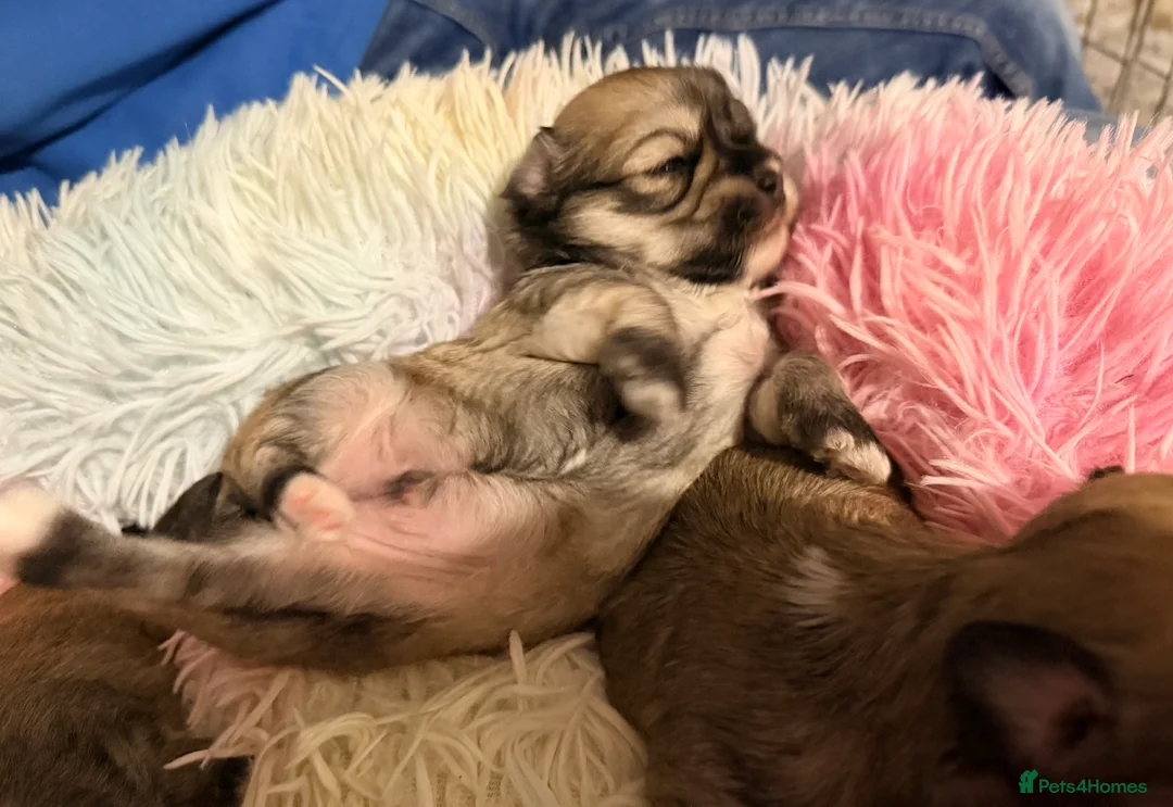 Mixed Breed dogs for sale: Fluffy Malchi puppies  - Advert 16