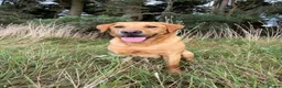 Labrador Retriever dogs for sale: Fox red/yellow Labrador puppies - Advert 10