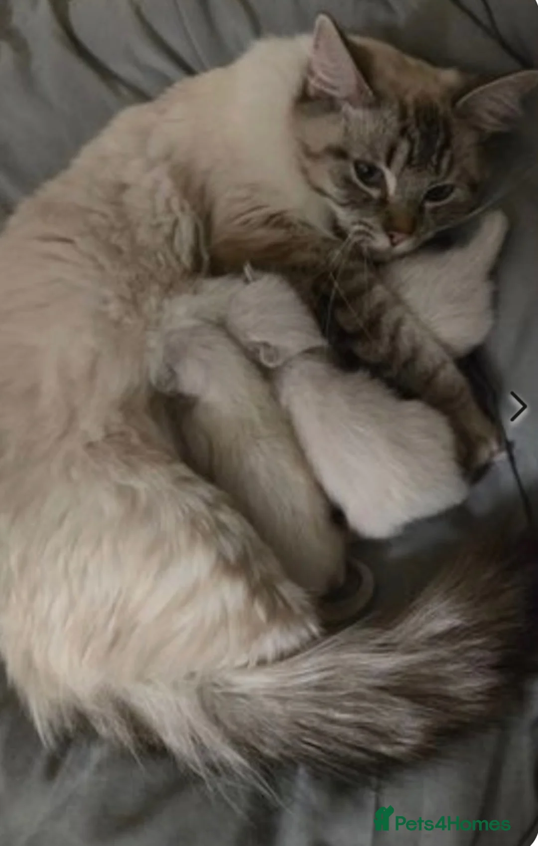 Ragamese cats for sale: Coco — Ragamese  - Advert 1