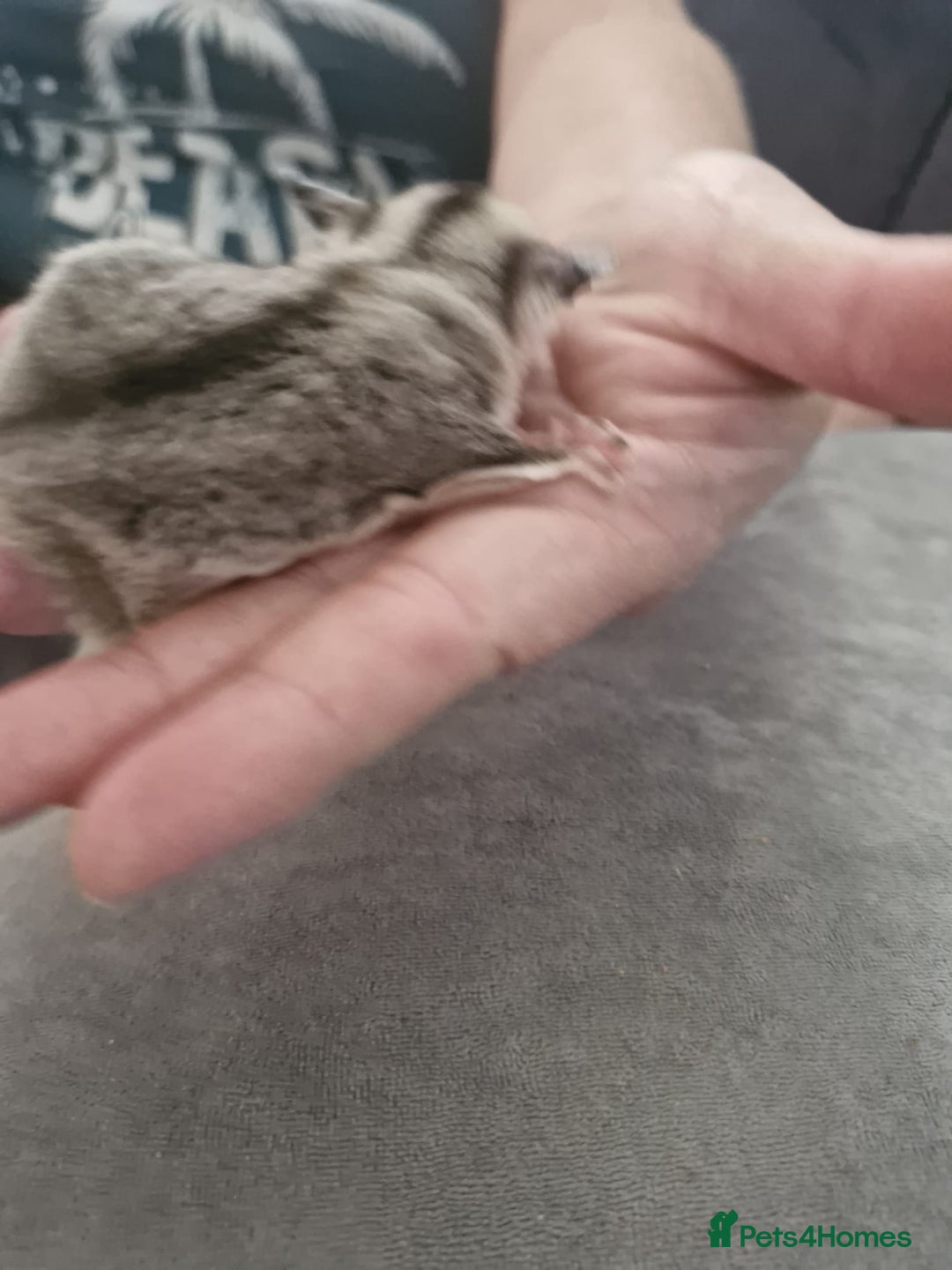 Sugar Glider rodents for sale: Breeding pair of  sugar gliders ready 13th sept   - Image 16