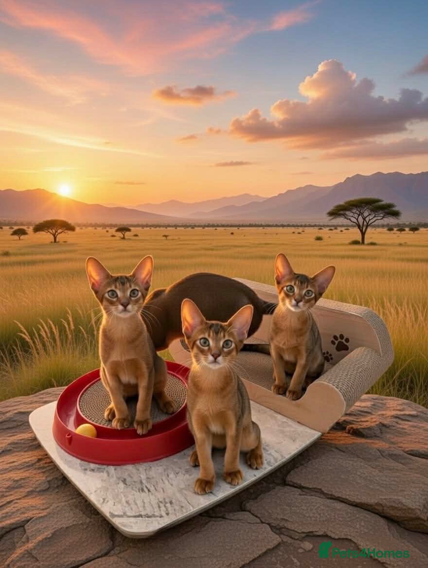 Abyssinian cats Abyssinian kittens looking for forever homes - Advert 6
