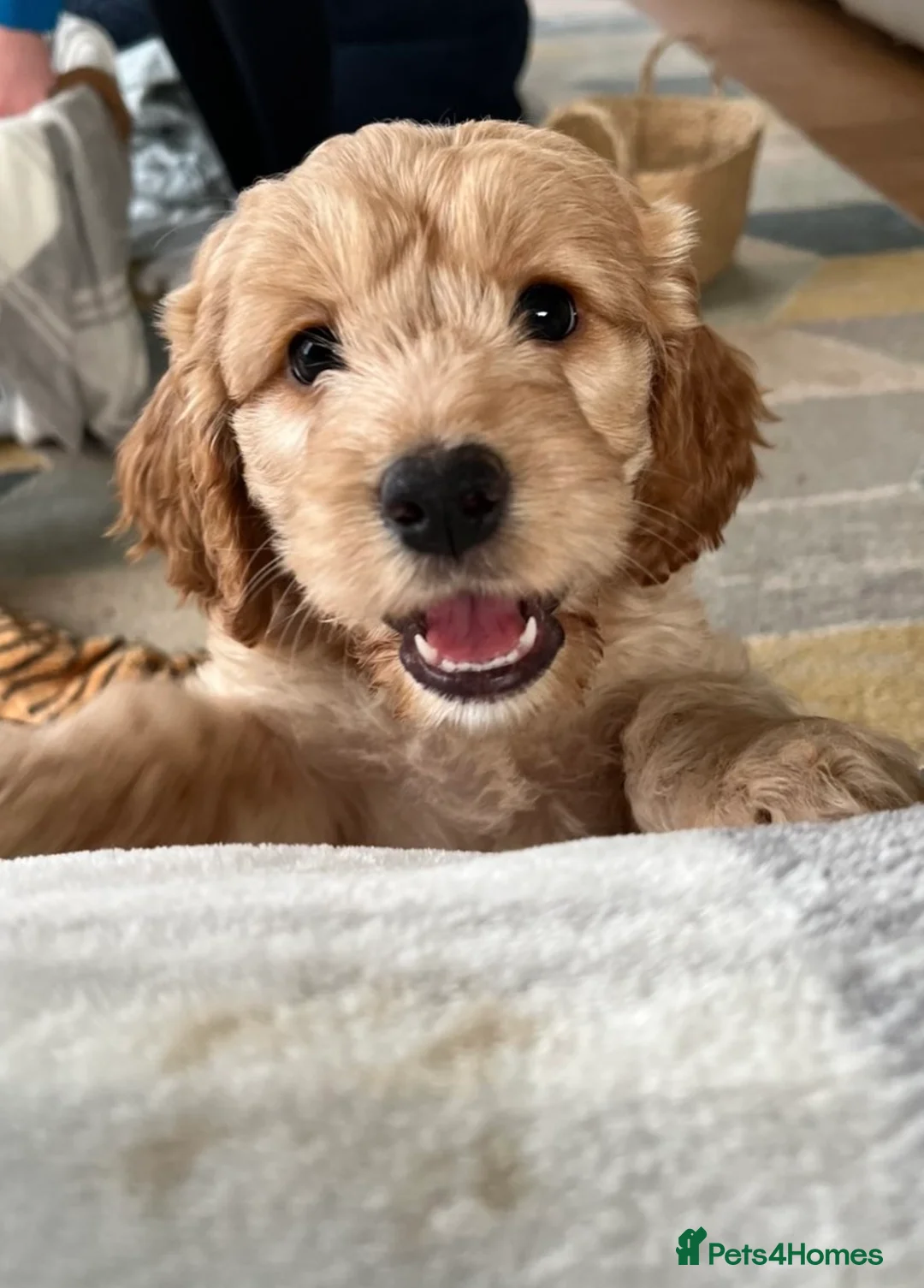 Cockapoo dogs for sale: 6 Cockapoo pups  - Advert 3