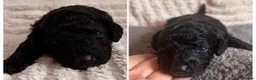 Cockapoo dogs for sale: Beautiful Mini F1B cockapoo puppies - Advert 23