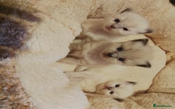 Ragdoll cats for sale: ♥️Beautiful Ragdoll Kittens ❤️😻😻😻 - Image 4