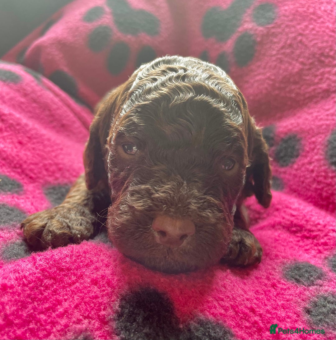 Cockapoo dogs for sale: Cockapoo pups  - Image 6