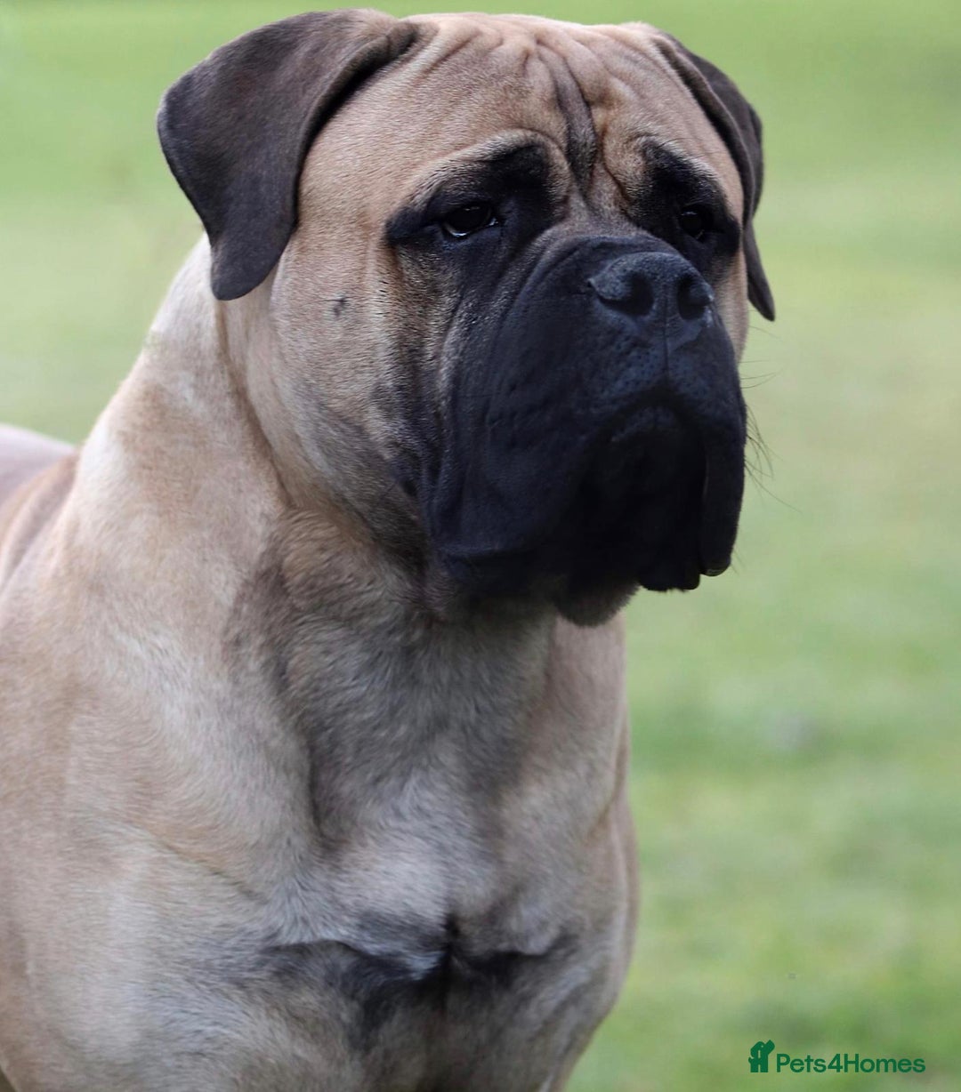 Bullmastiff dogs for sale: K.c registered Bullmastiff puppies  - Image 3