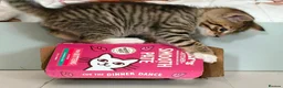 Mixed Breed cats for sale: Litter of 6 Gorgeous kittens  - Advert 4