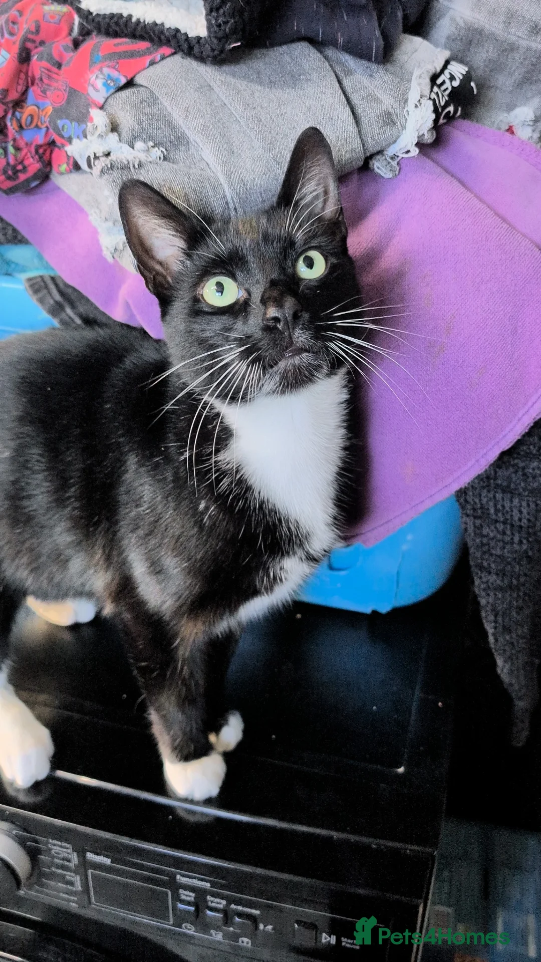 Mixed Breed cats for sale: 2 Female and 1 Male for sale - Advert 2