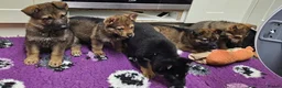 German Shepherd dogs for sale: KC Registered & Health Tested Working Line Puppies - Advert 34